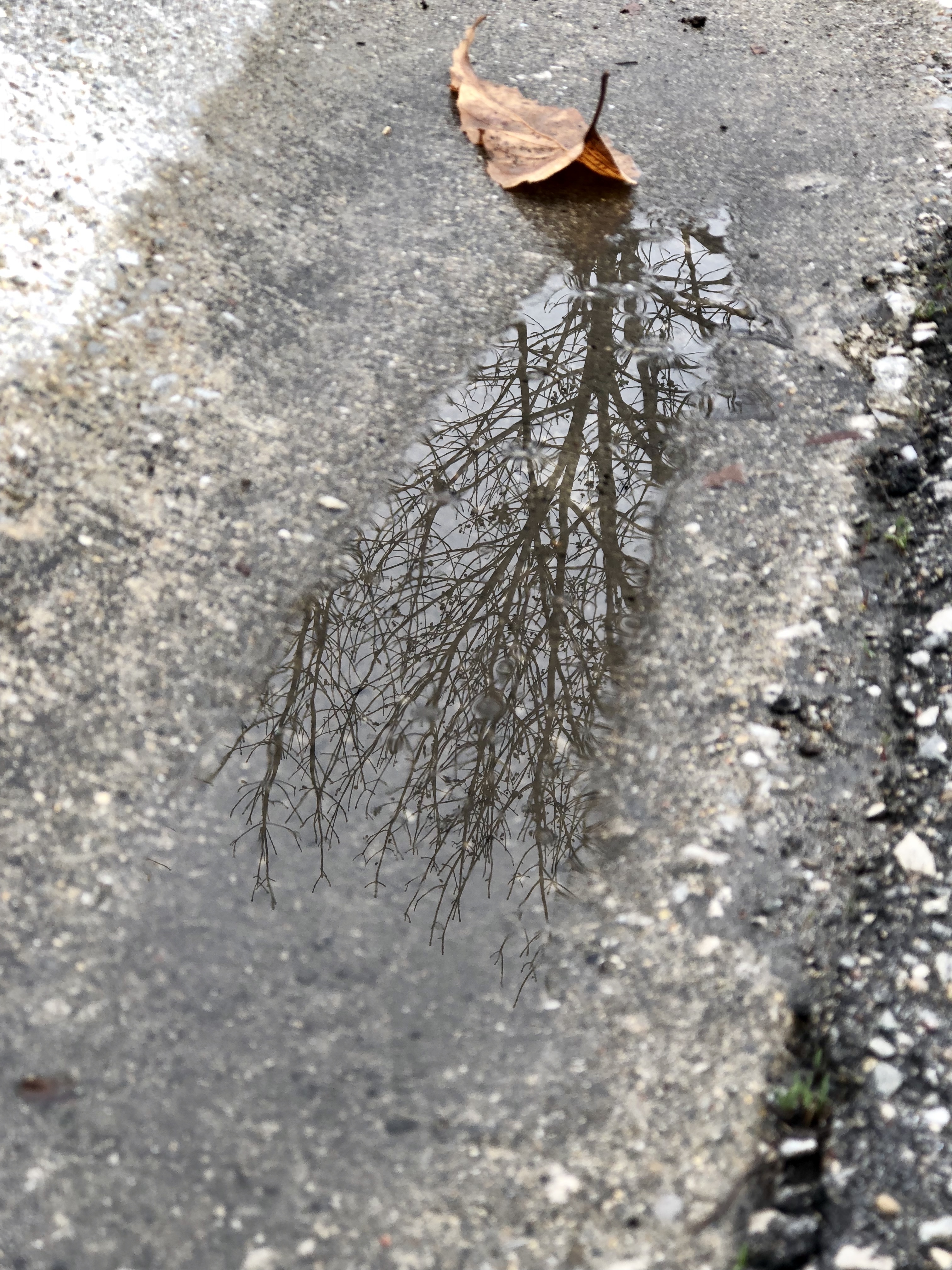 puddle with a reflection of a tree