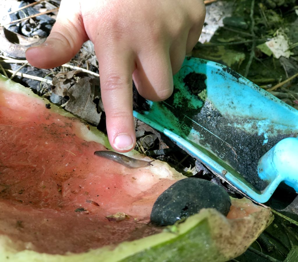 child pointing at a slug crawling on a watermelon